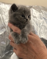 O' Milo chaton bleu sans collier réservé Mélissa