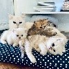 Des Soft Shabby Cat - Une douceur de chaton disponible !!! 