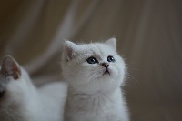Des Soft Shabby Cat - British Shorthair et Longhair - Portée née le 01/08/2015