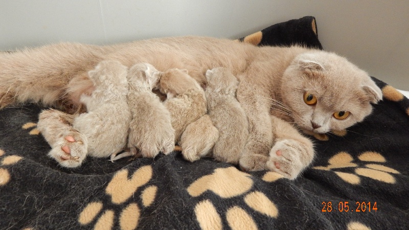 chaton Scottish Fold De Lilas Rose