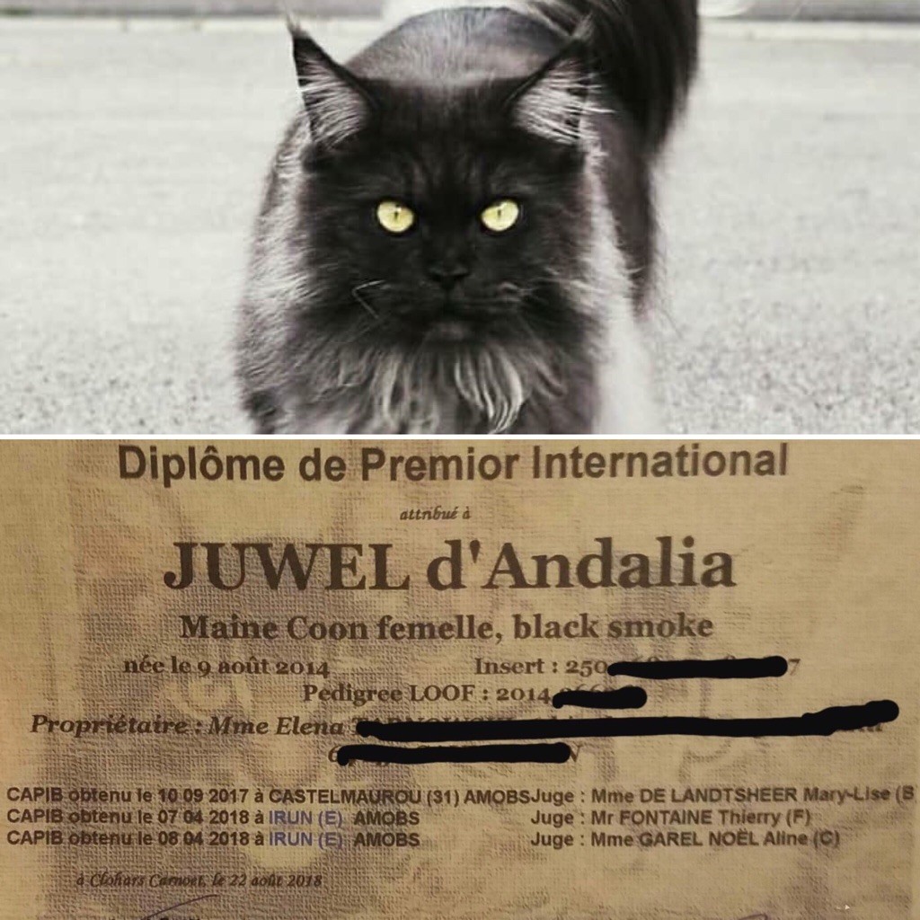 D'Andalia - Juwel d Andalia PREMIOR INTERNATIONAL 