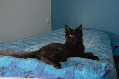 Coonfaylinn's - Chaton disponible  - Maine Coon