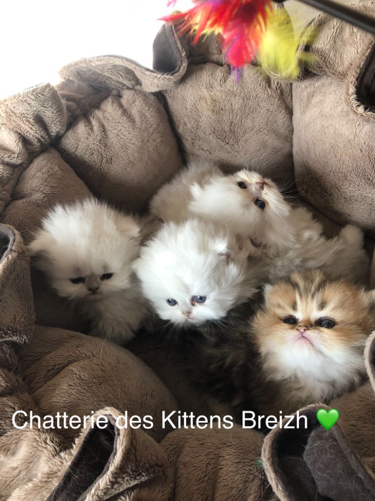 Des Kittens Breizh - Chatons 2024