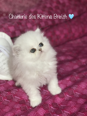 Des Kittens Breizh - Chaton disponible  - Persan
