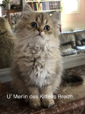 Des Kittens Breizh - Persan - Portée née le 21/06/2023