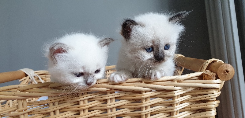 chaton Sacré de Birmanie Du Bal Masqué