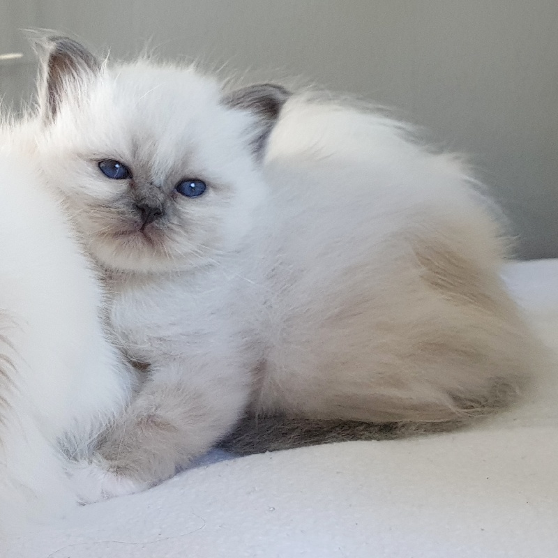 chaton Sacré de Birmanie Du Bal Masqué