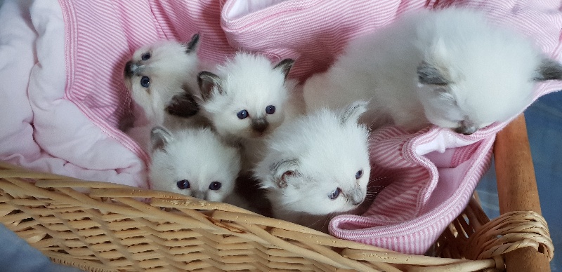 chaton Sacré de Birmanie Du Bal Masqué