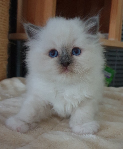 chaton Sacré de Birmanie Du Bal Masqué