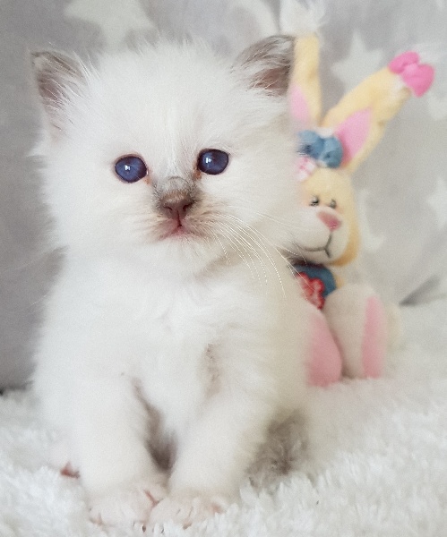 chaton Sacré de Birmanie Du Bal Masqué