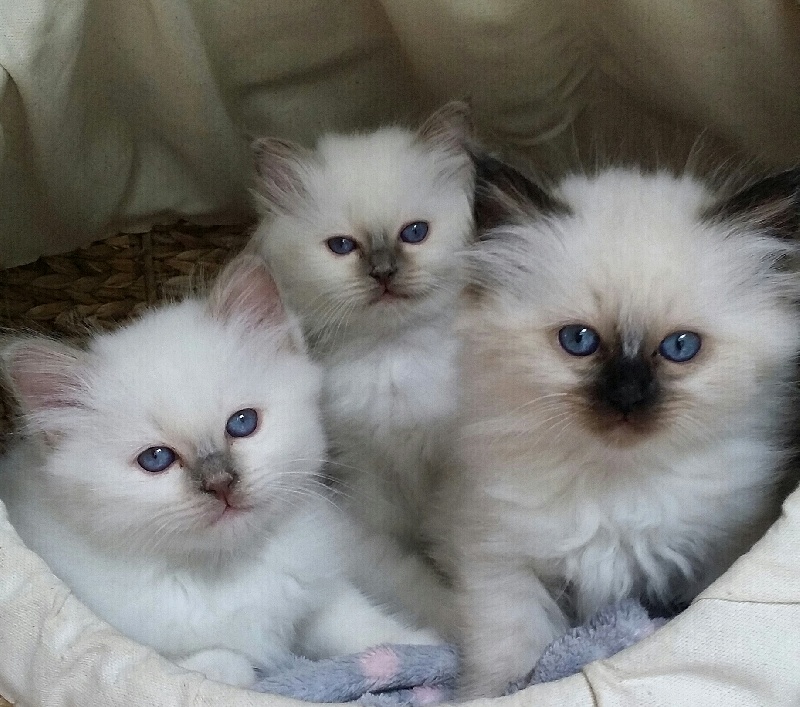 chaton Sacré de Birmanie Du Bal Masqué