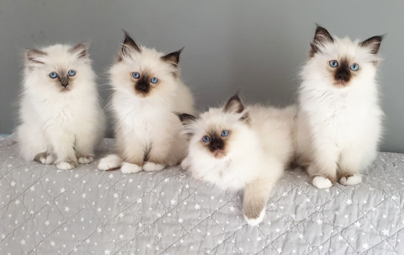 chaton Sacré de Birmanie Du Bal Masqué