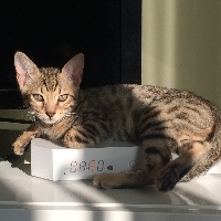 Glitter Bengal - Chaton disponible  - Bengal