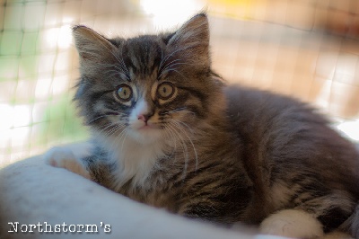 Northstorm's - Chatons disponibles!
