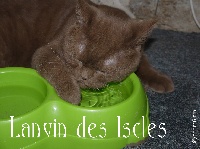 Lanvin Des Iscles