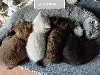 Jellylou - Naissance des chatons de Trésor