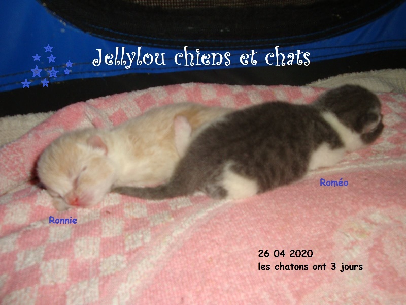 Jellylou - British Shorthair et Longhair - Portée née le 23/04/2020