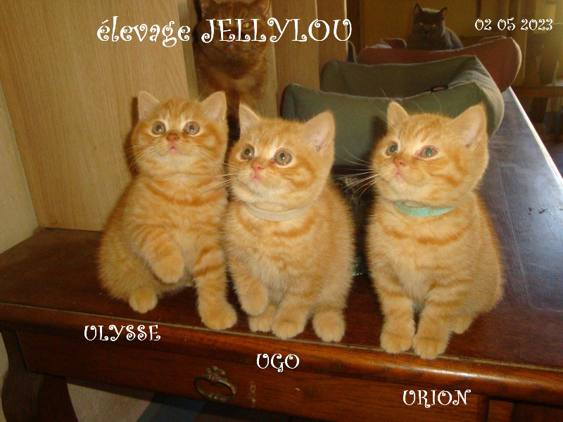 Jellylou - British Shorthair et Longhair - Portée née le 19/02/2023