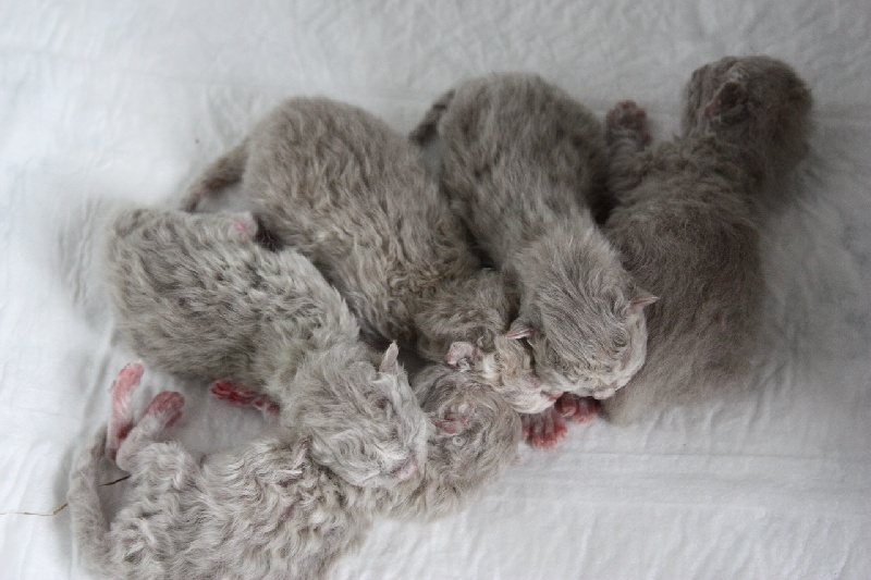 Des Mohair Cats - Selkirk Rex poil court et poil long - Portée née le 18/09/2014
