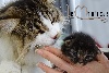 Des Maine'ifiques - trois chatons sont nés le 16 octobre 2016