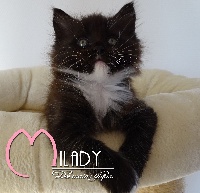 MILADY - Maine Coon