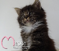 MADDY - Maine Coon