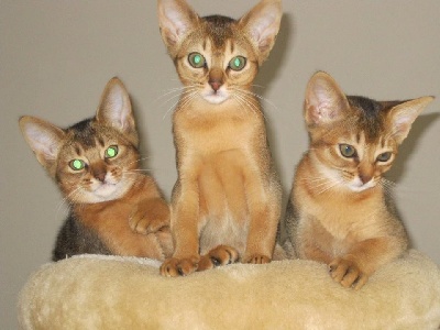Du Delta Du Nil - All our kittens have found a new perfect family! 