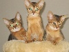Du Delta Du Nil - All our kittens have found a new perfect family! 