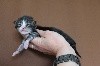 Des Trésors D'isis - Les chatons sont nés ! 