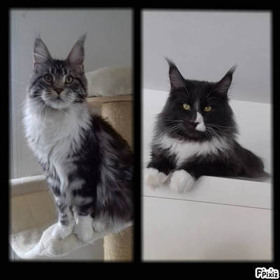 Des Trésors D'isis - Maine Coon - Portée née le 21/09/2018