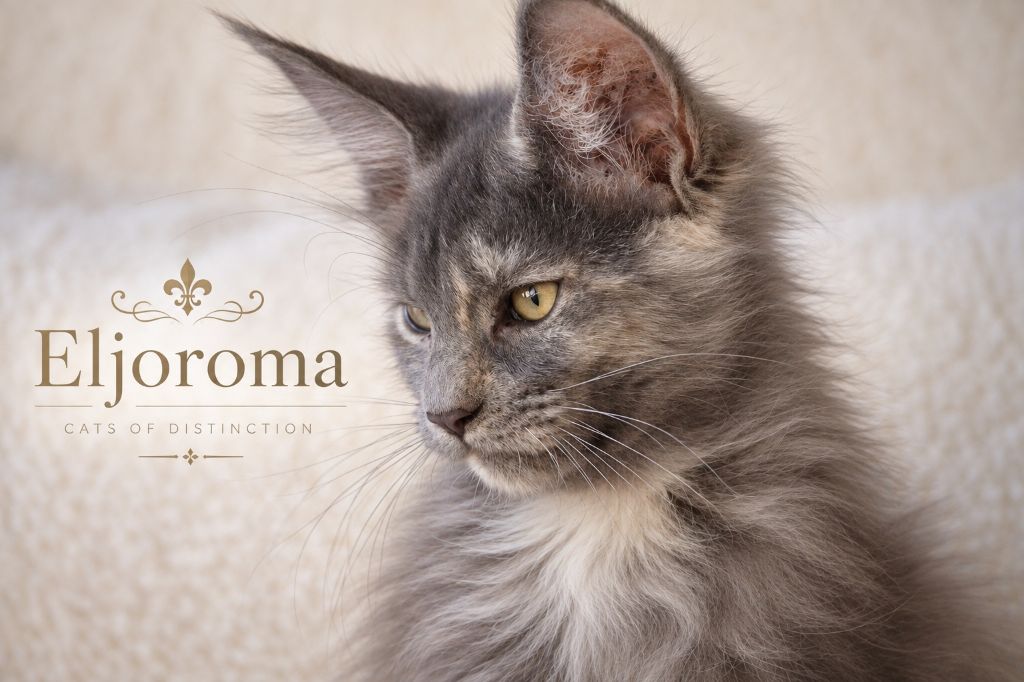 D'Eljoroma - Chatons Maine coon disponibles