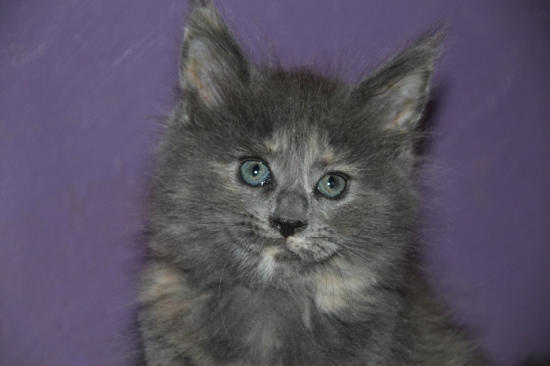 chaton Maine Coon Du Pays D'Alicorne