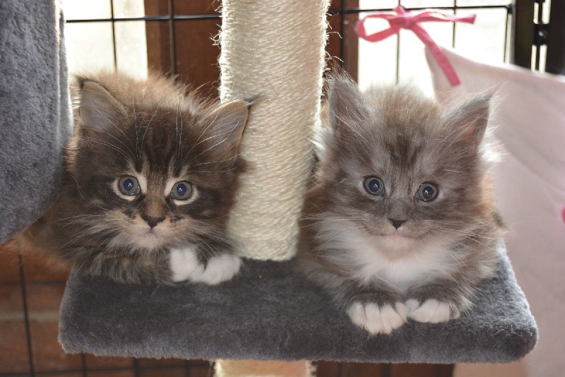 chaton Maine Coon Du Pays D'Alicorne