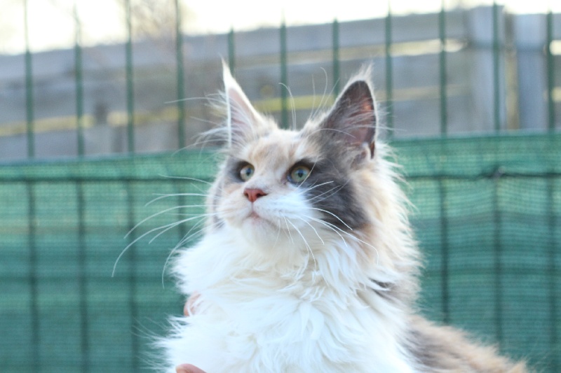 chaton Maine Coon Du Pays D'Alicorne