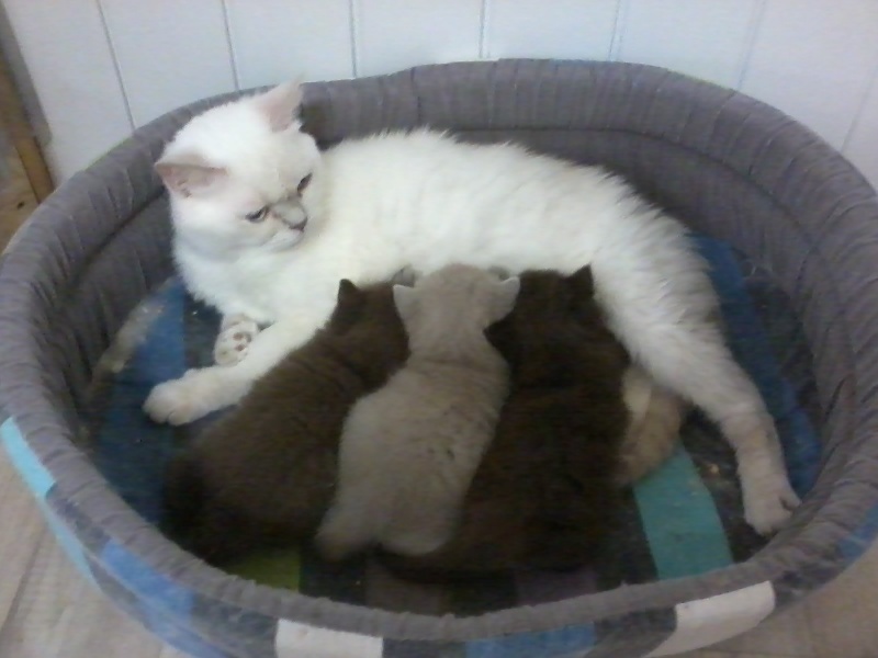 chaton British Shorthair et Longhair D'Ombre Et De Lumière