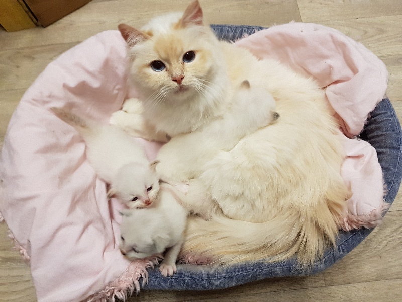 chaton Sacré de Birmanie D'Ombre Et De Lumière