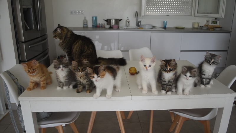 chaton Sibérien Des Plumes D'Opale