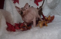 Doggen Cat's - Chaton disponible  - Sphynx
