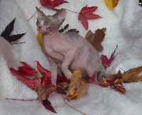 Doggen Cat's - Chaton disponible  - Sphynx