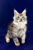 Shining Stones' - Chaton disponible  - Maine Coon