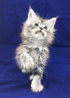 Shining Stones' - Chaton disponible  - Maine Coon