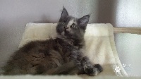 Lily Blue - Maine Coon