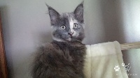 Lily Blue - Maine Coon