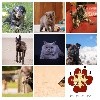 Du Domaine Elothib - Mon site pour les chiens !!!!