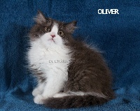 Oliver de L'Héden du Quercy
