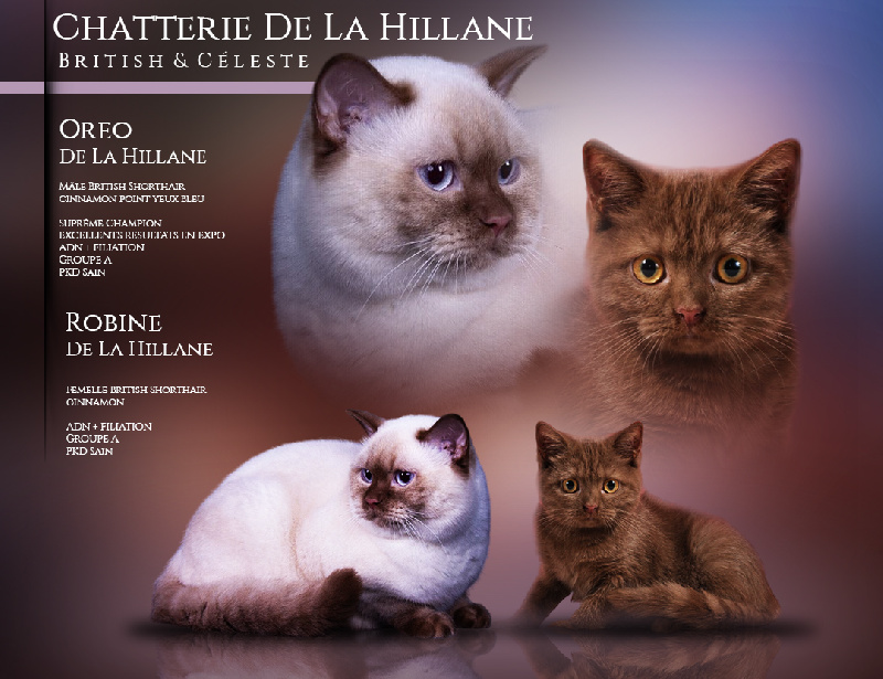 chaton British Shorthair et Longhair De La Hillane