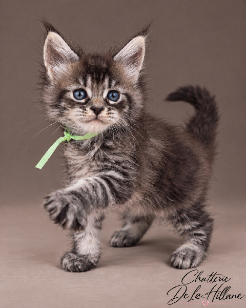 Mâle Black Silver Blotched Tabby collier vert - 
