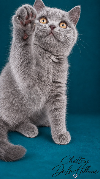 chaton British Shorthair et Longhair De La Hillane