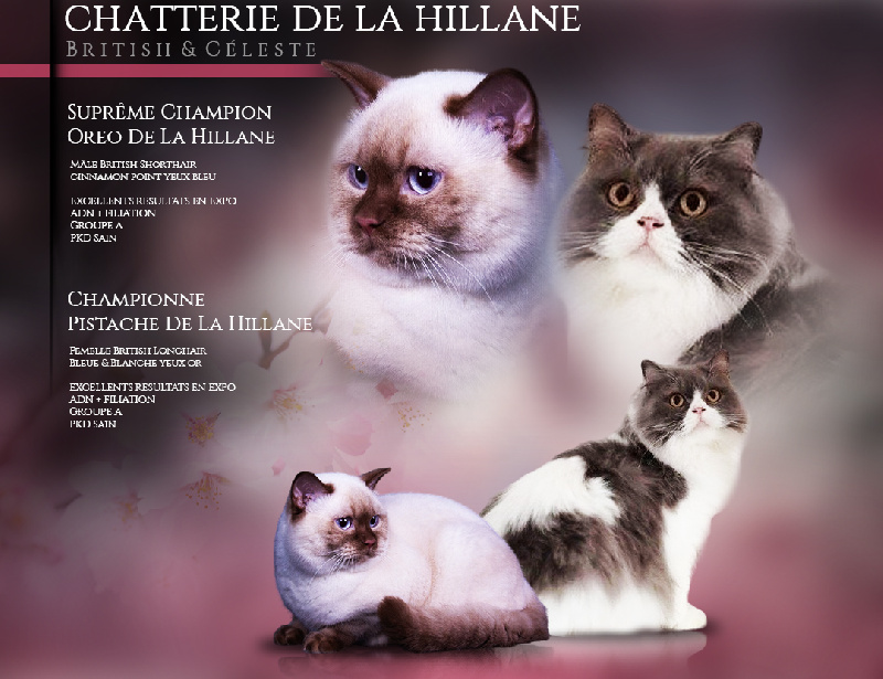 De La Hillane - British Shorthair et Longhair - Portée née le 12/03/2024