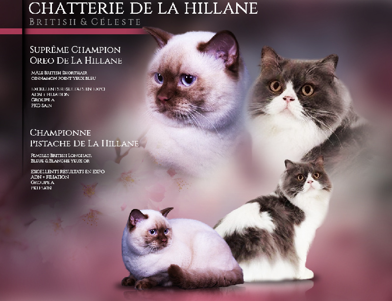 De La Hillane - Chaton disponible  - British Shorthair et Longhair